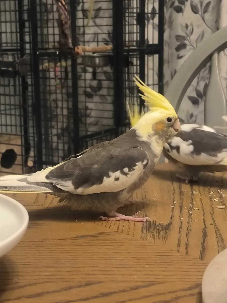 Cockatiel - Image 4