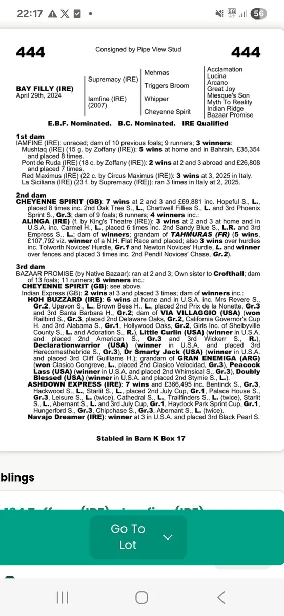 Yearling filly - Image 2