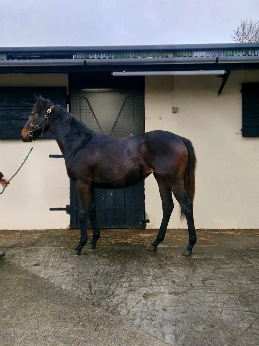 Yearling filly - Image 1