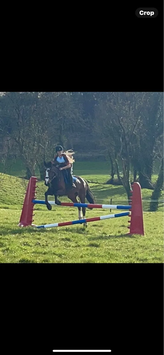 ⭐️15.2 ISH Gelding⭐️ - Image 1