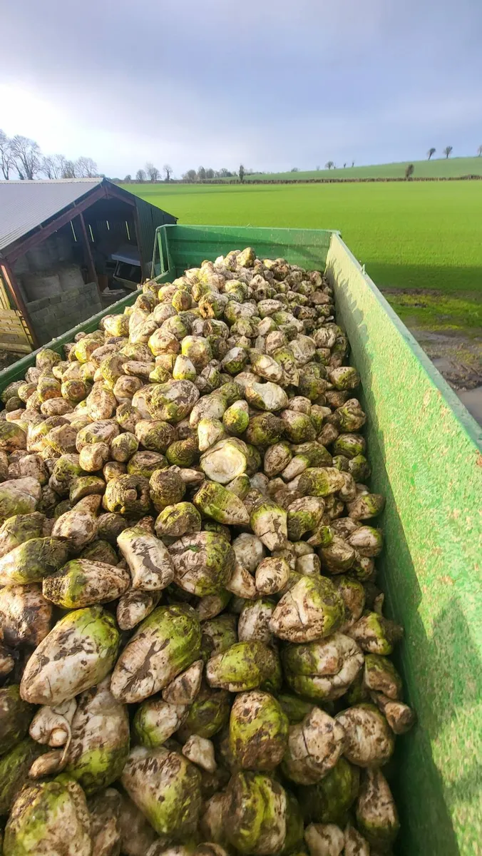 Fodder Beet - Image 3