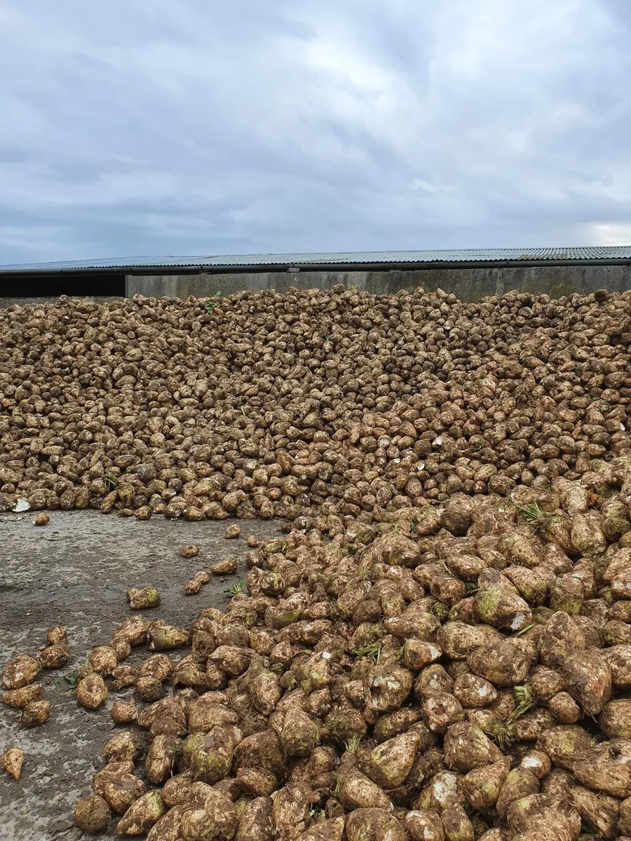 Fodder Beet - Image 4