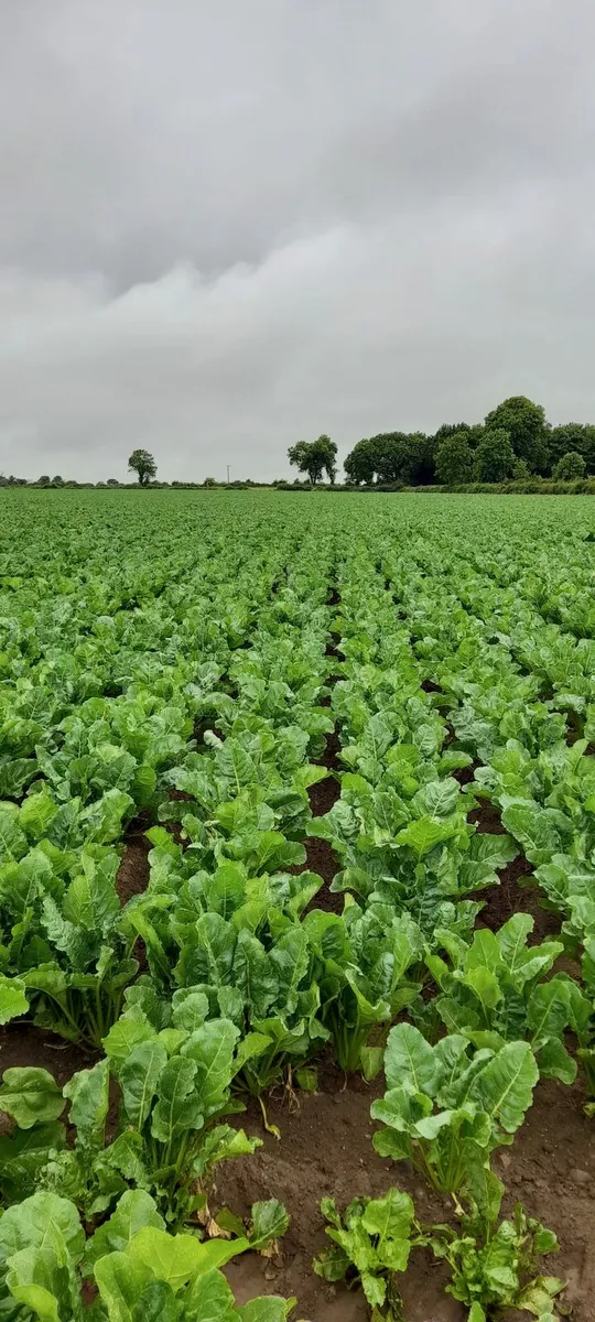 Fodder Beet - Image 1