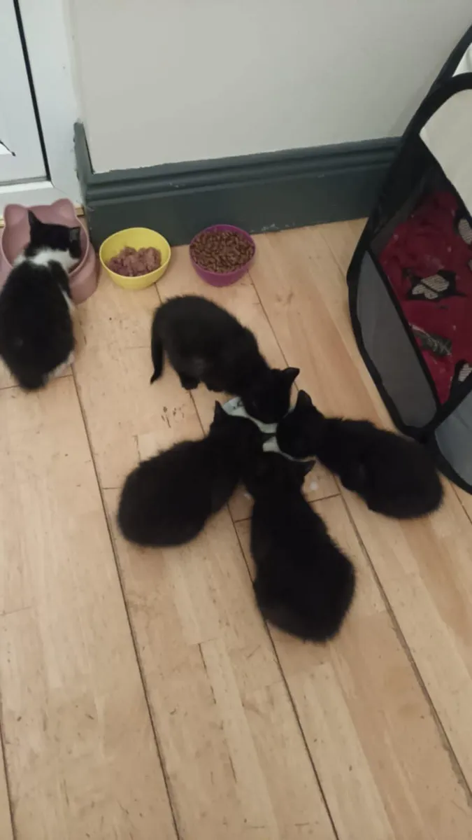 Kittens ready to go - Image 1