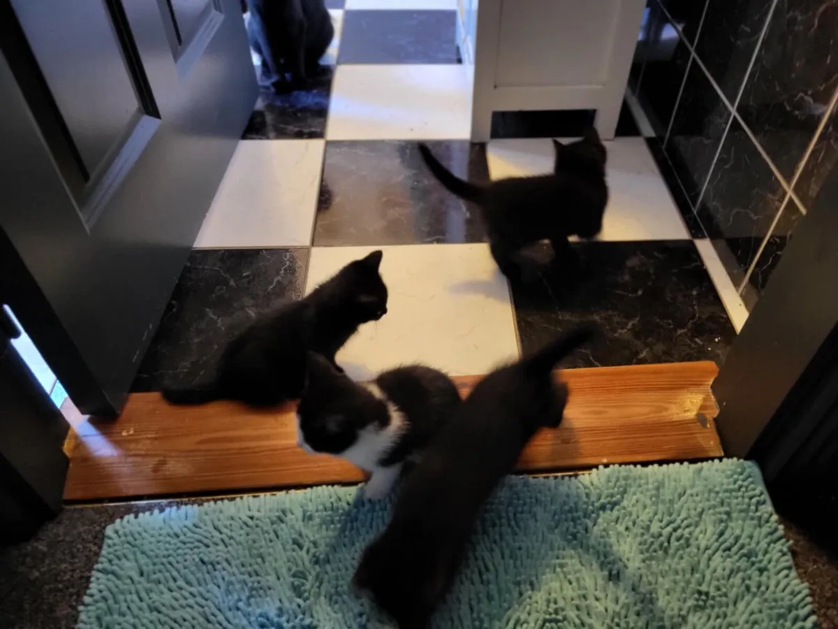 Kittens ready to go - Image 2