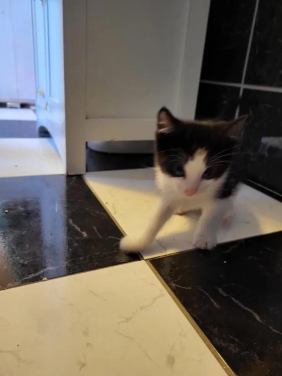 Kittens ready to go - Image 4