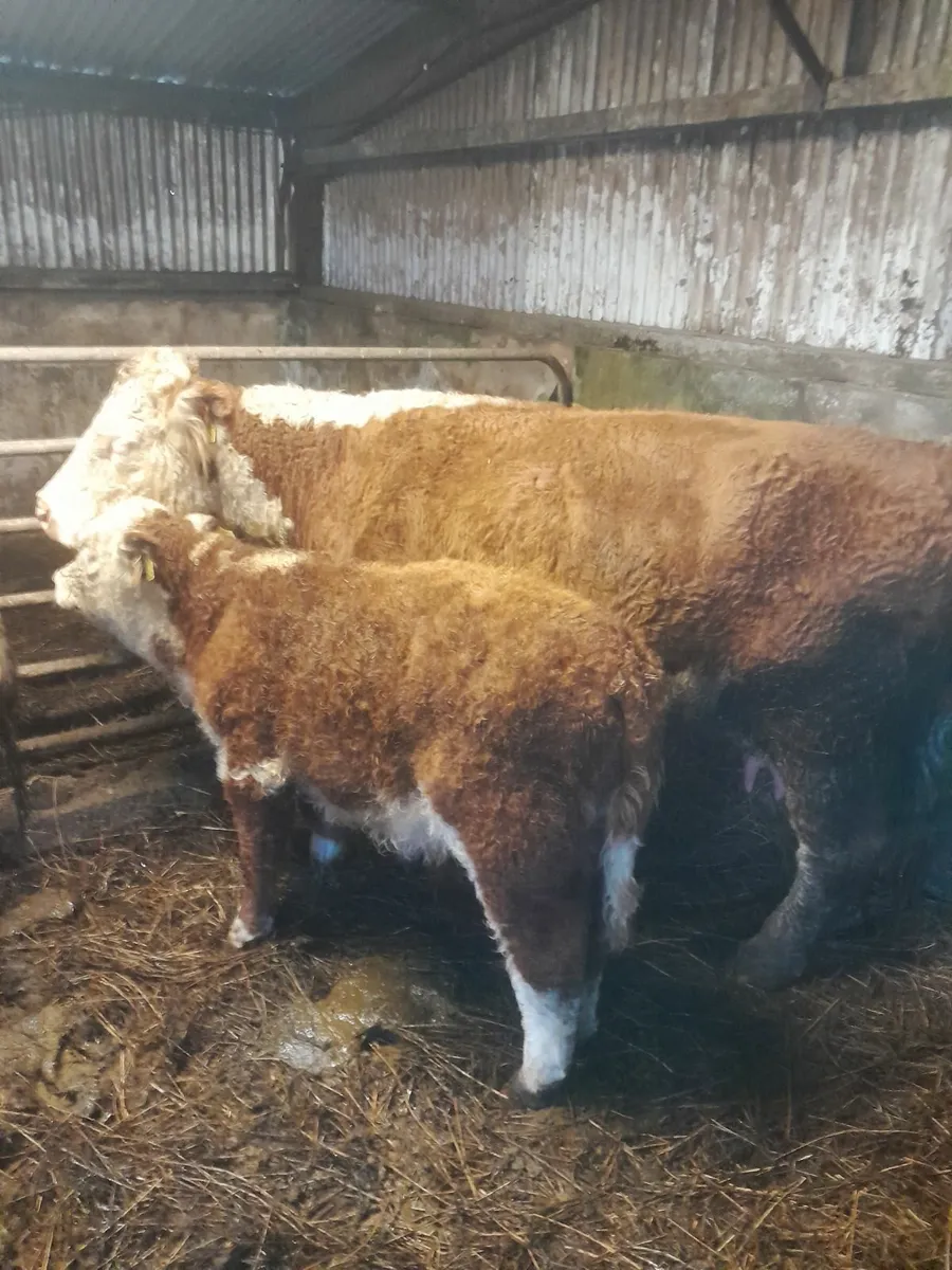 Pedigree hereford cow and calf - Image 1