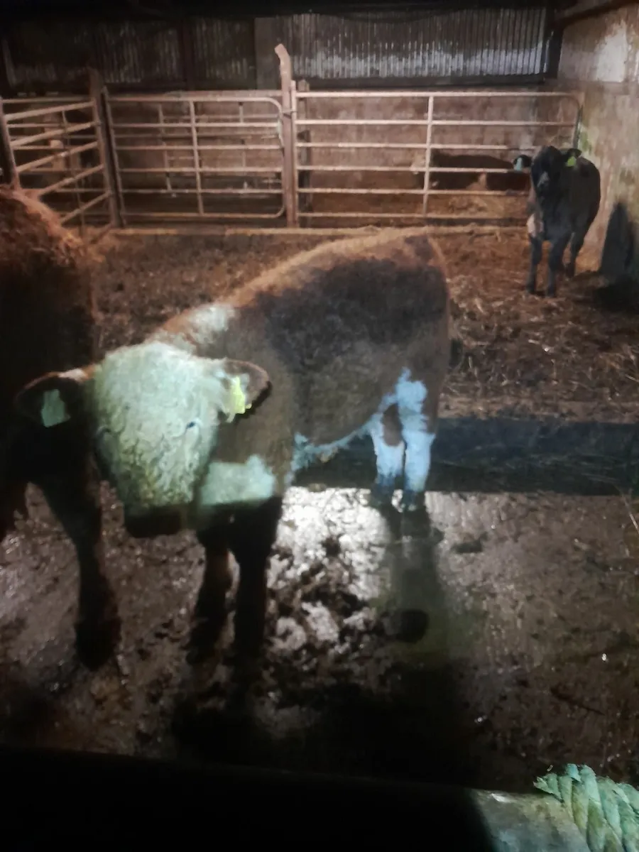 Pedigree hereford cow and calf - Image 2