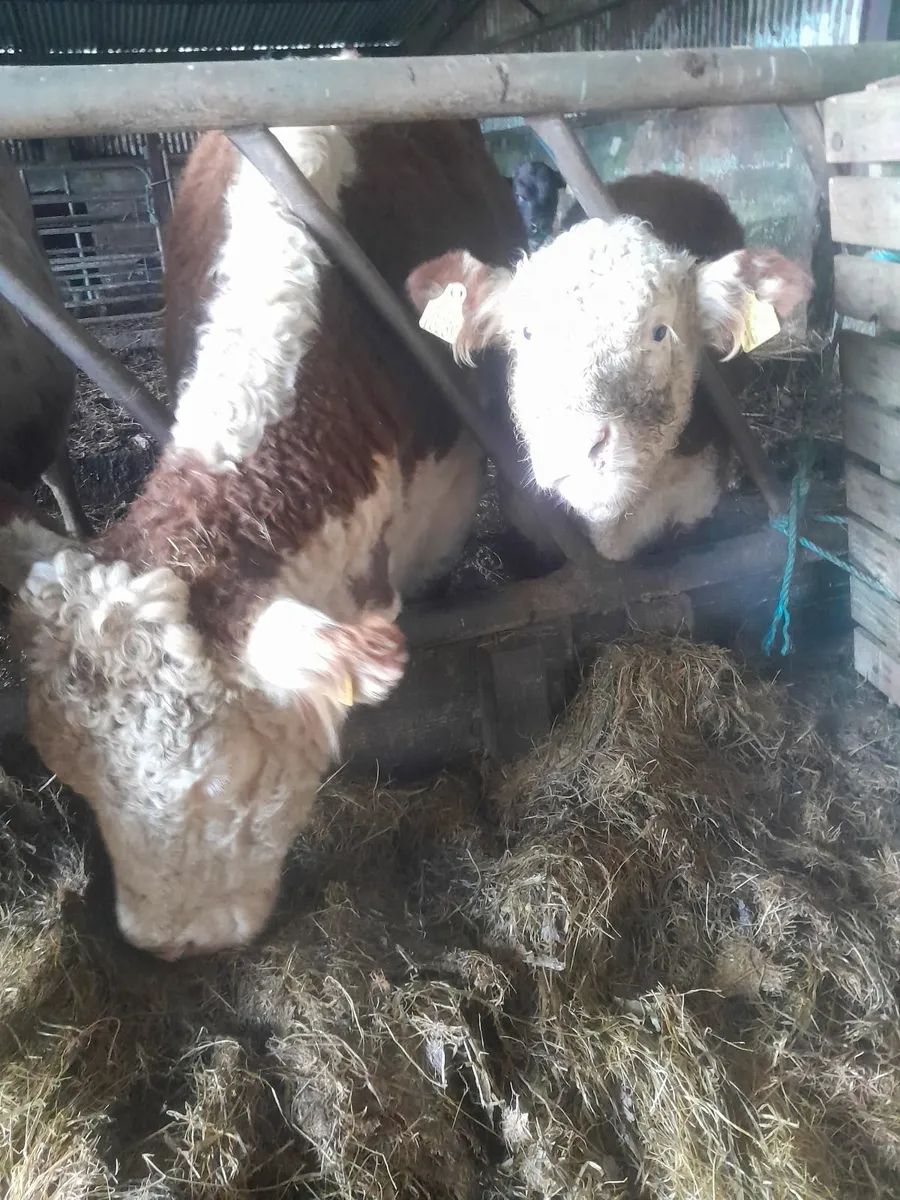 Pedigree hereford cow and calf - Image 3