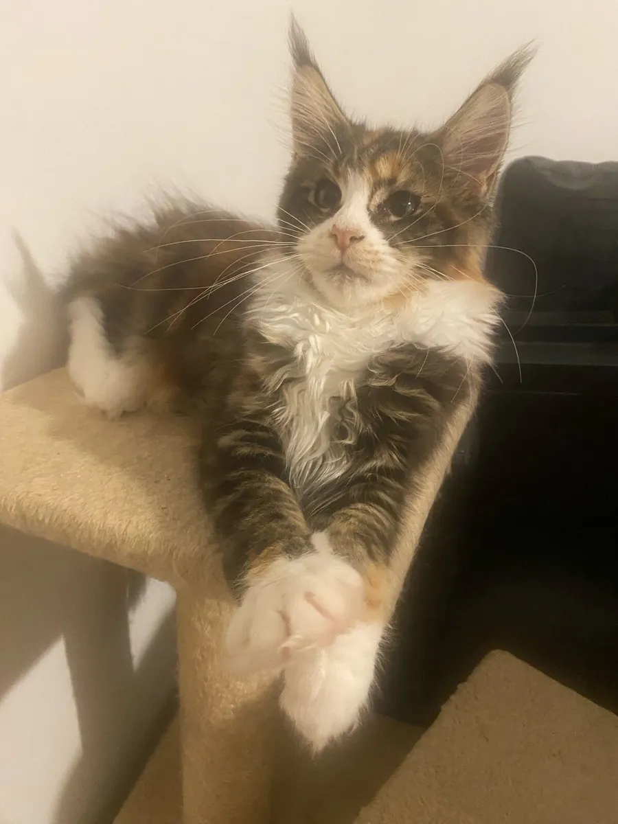 Maine Coon kittens Tica registered with pedigree - Image 3