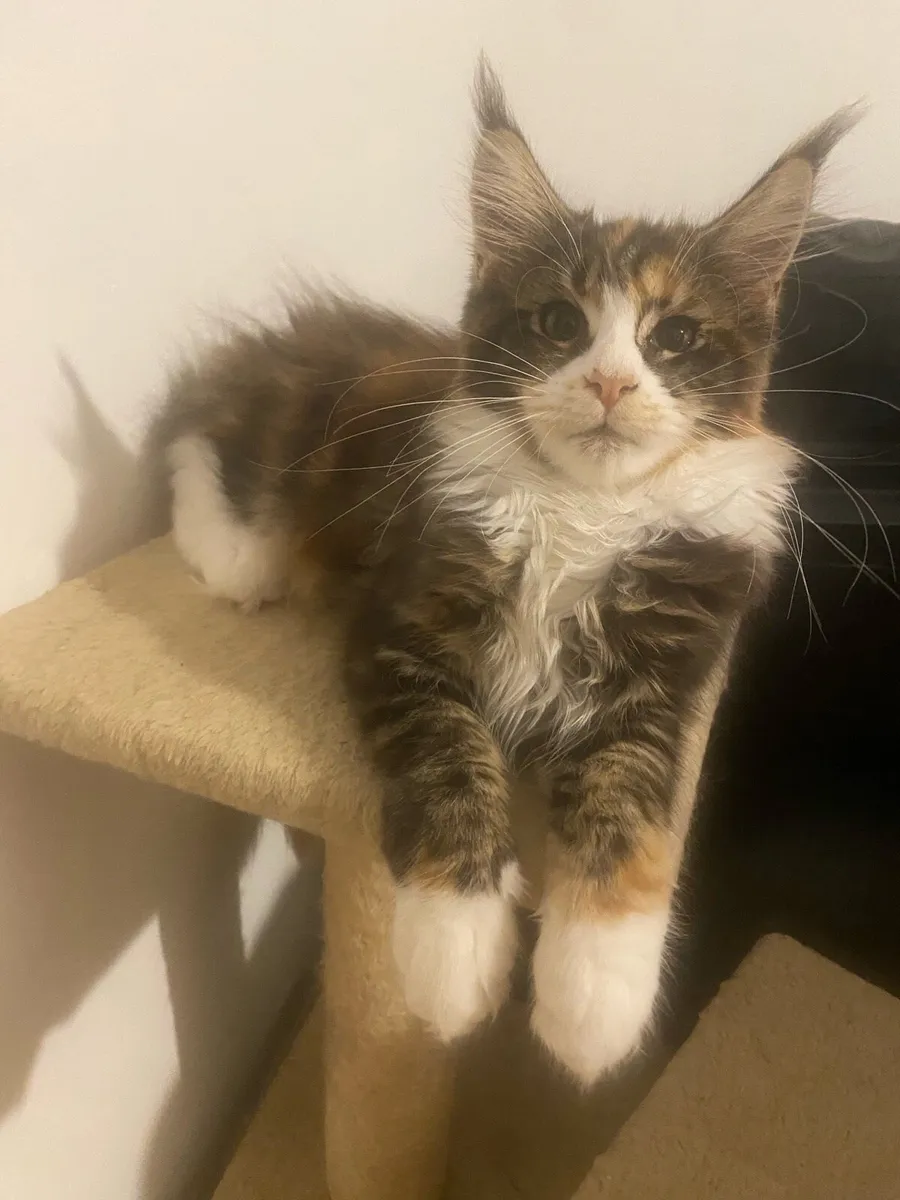 Maine Coon kittens Tica registered with pedigree - Image 2