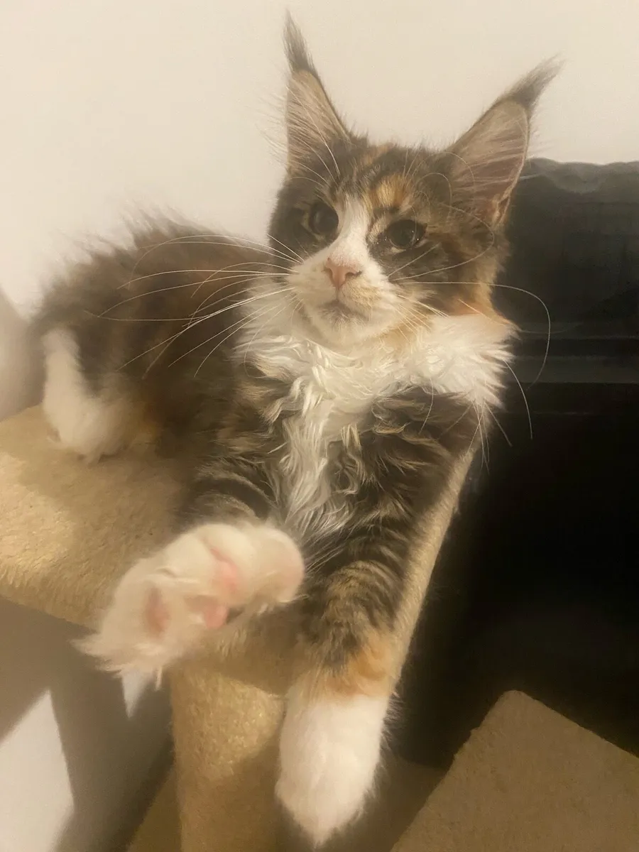 Maine Coon kittens Tica registered with pedigree - Image 1