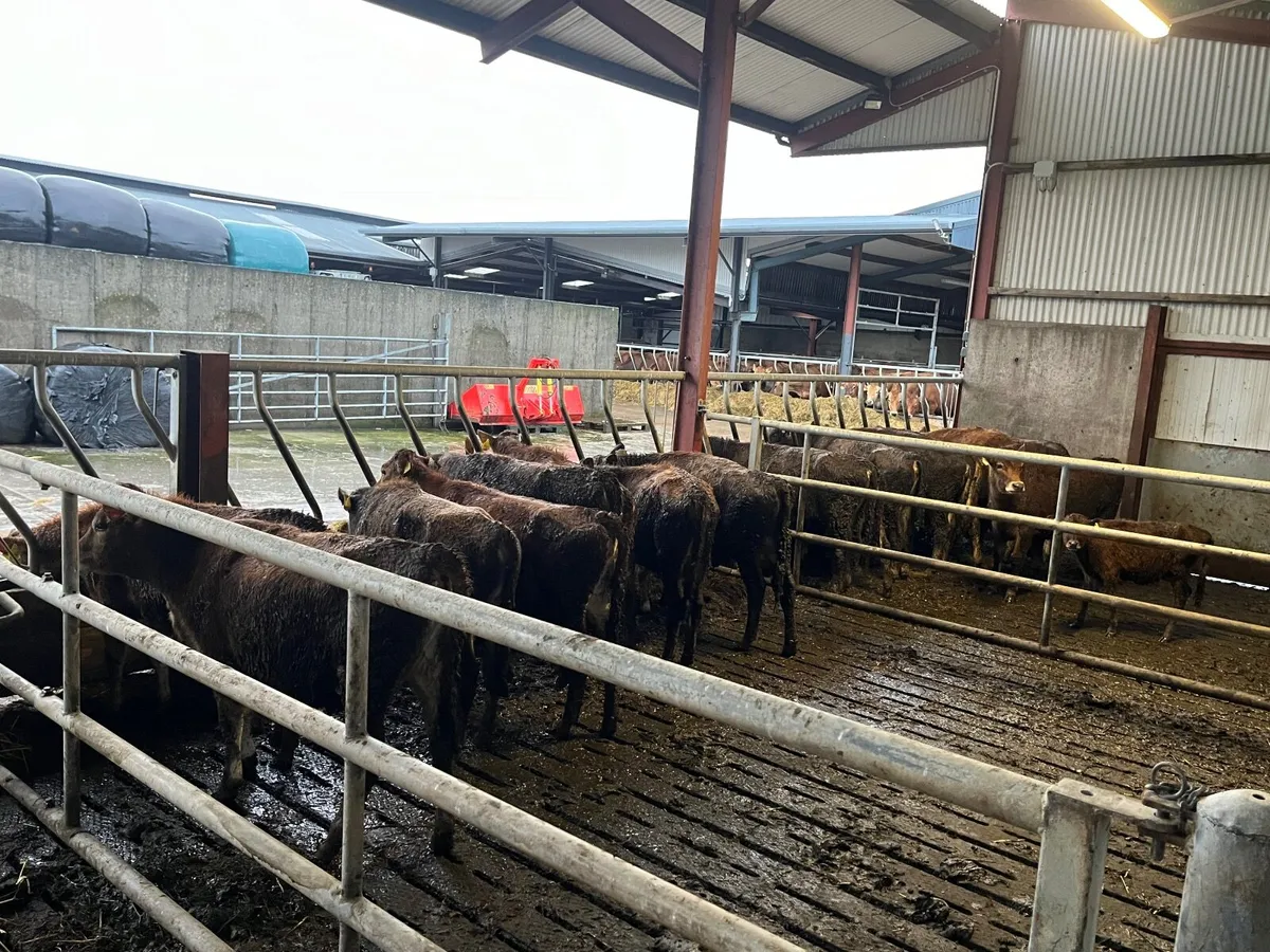 Jersey heifers and bulls - Image 3