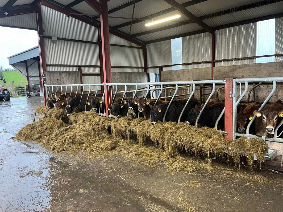 Jersey heifers and bulls - Image 4