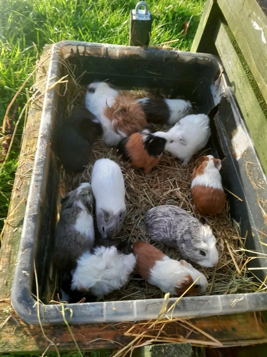 Guinea Pigs - Image 1