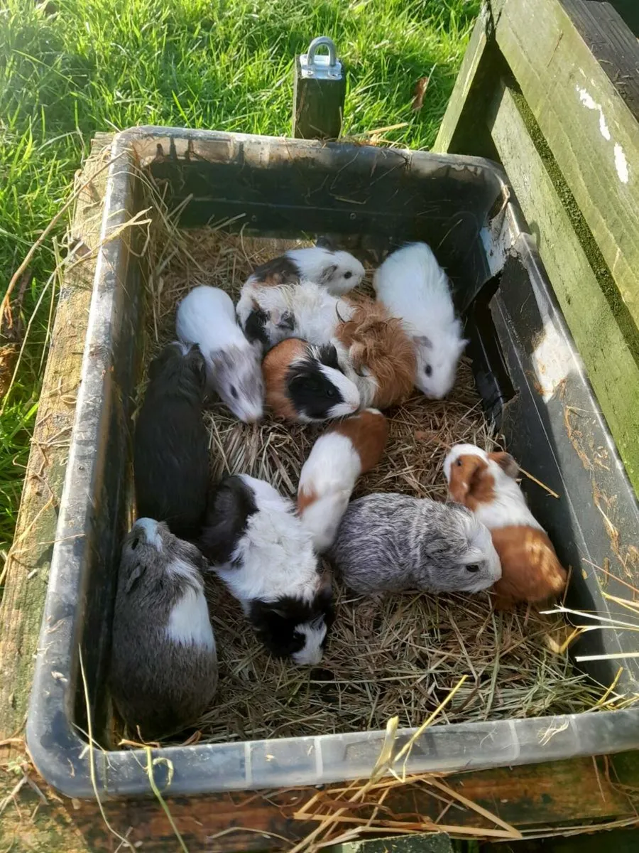 Guinea Pigs - Image 2