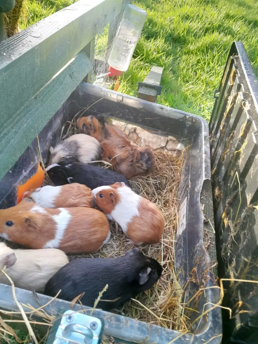 Guinea Pigs - Image 3