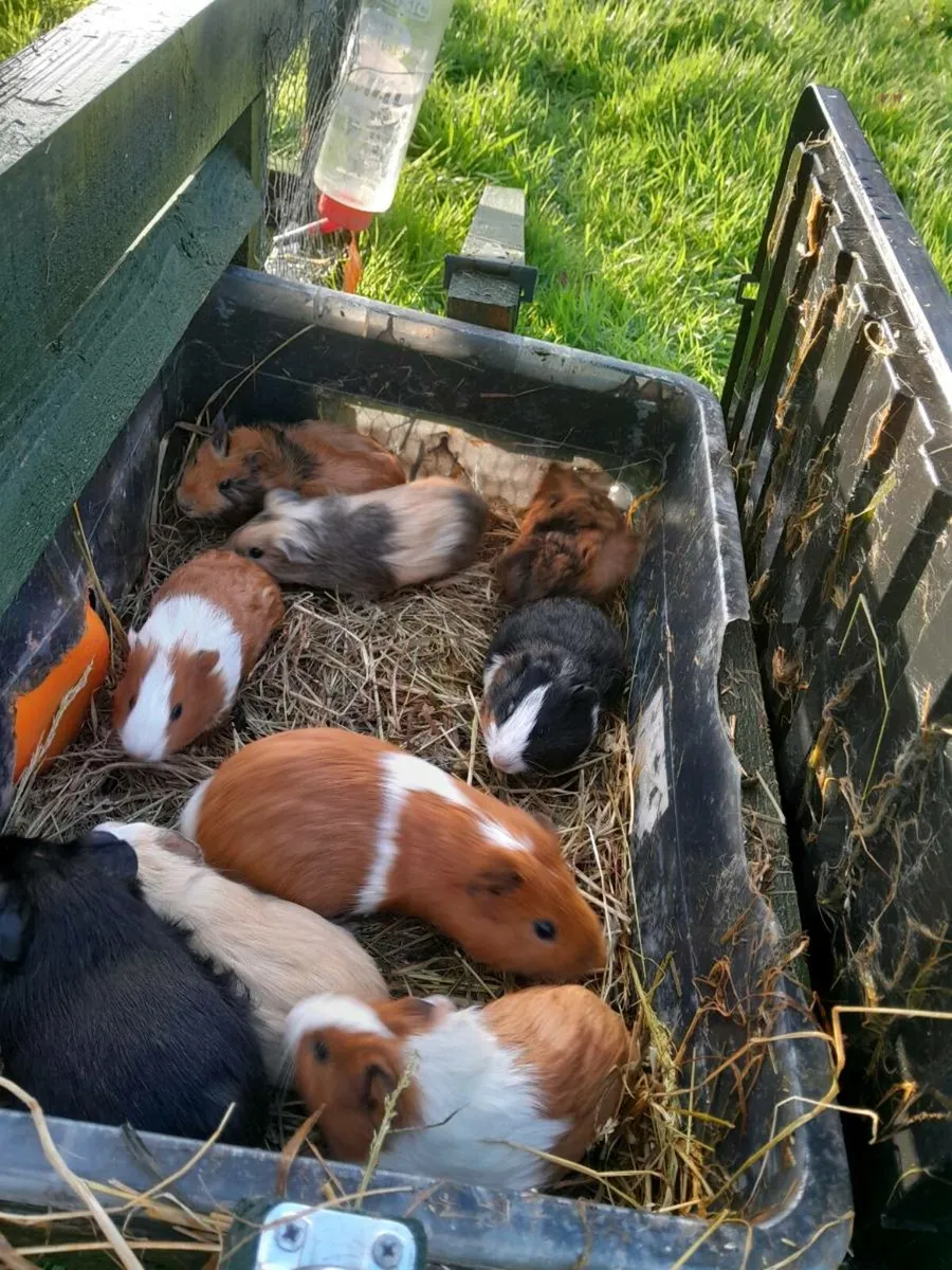 Guinea Pigs - Image 4