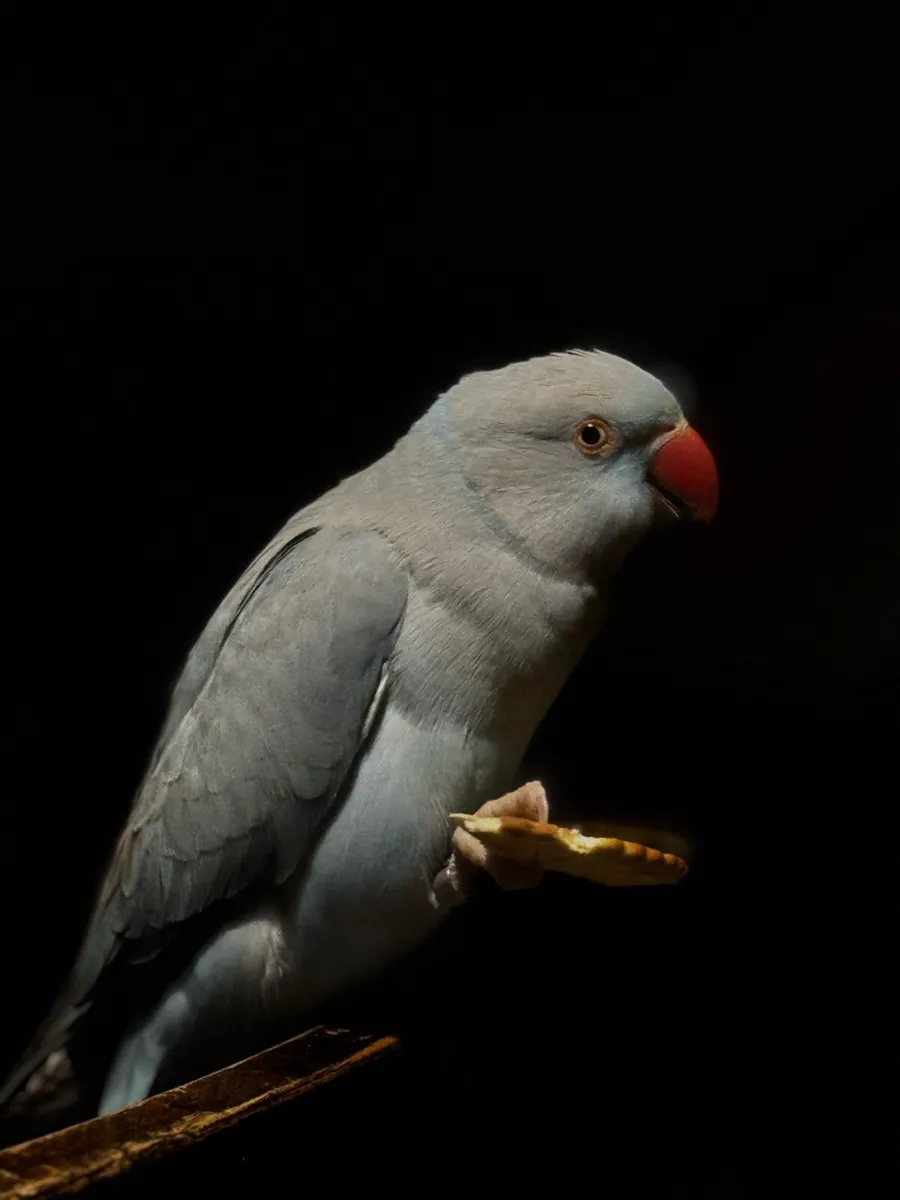 Female Indian ring neck - Image 1