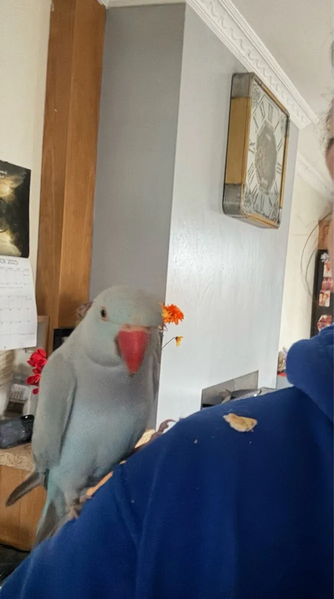 Female Indian ring neck - Image 2