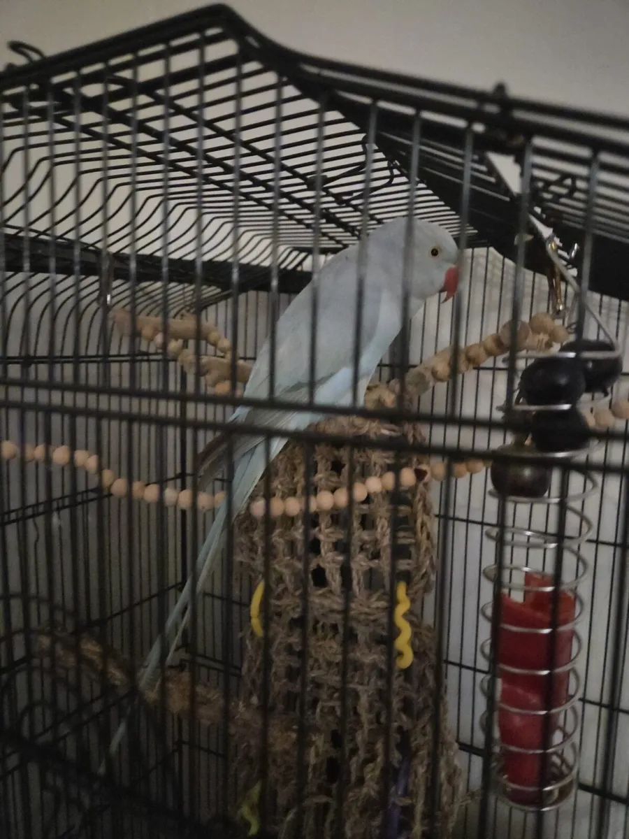 Female Indian ring neck - Image 3