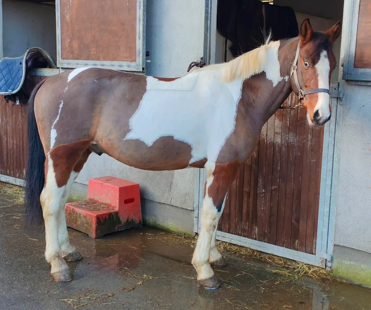 allrounder 14.2 ponyclub pony - Image 1