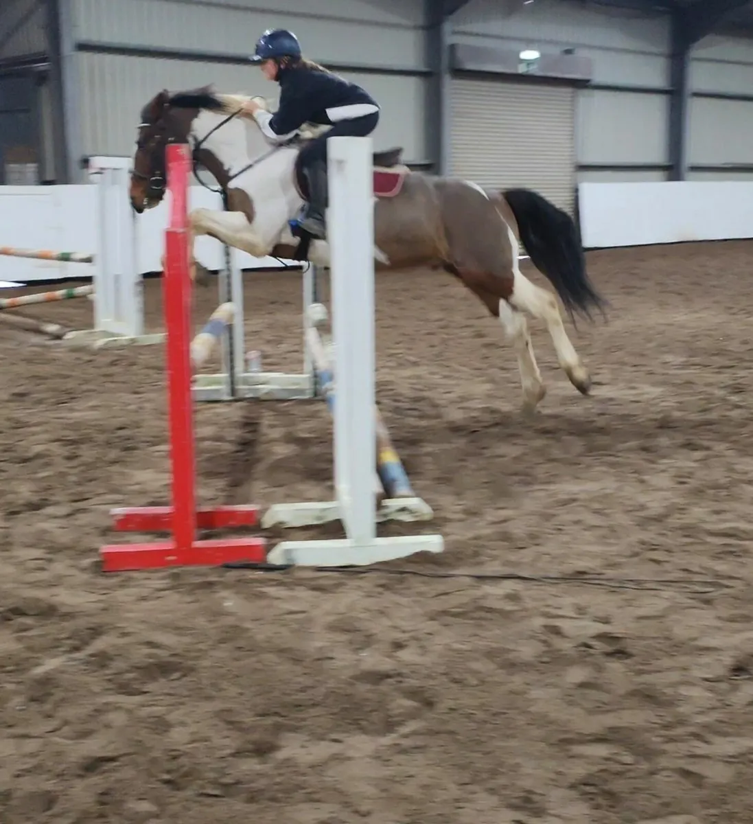 allrounder 14.2 ponyclub pony - Image 2