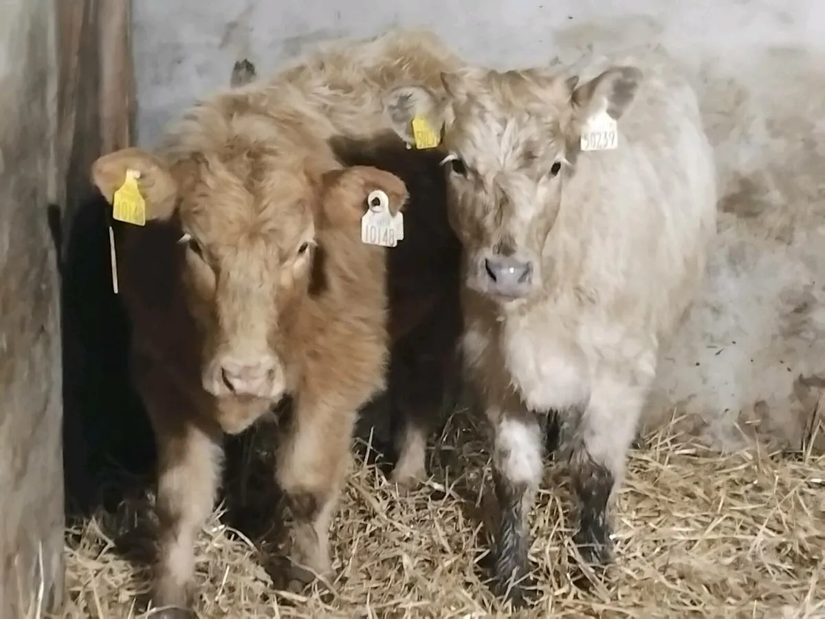 2 Charolais Weanling Heifers - Image 2