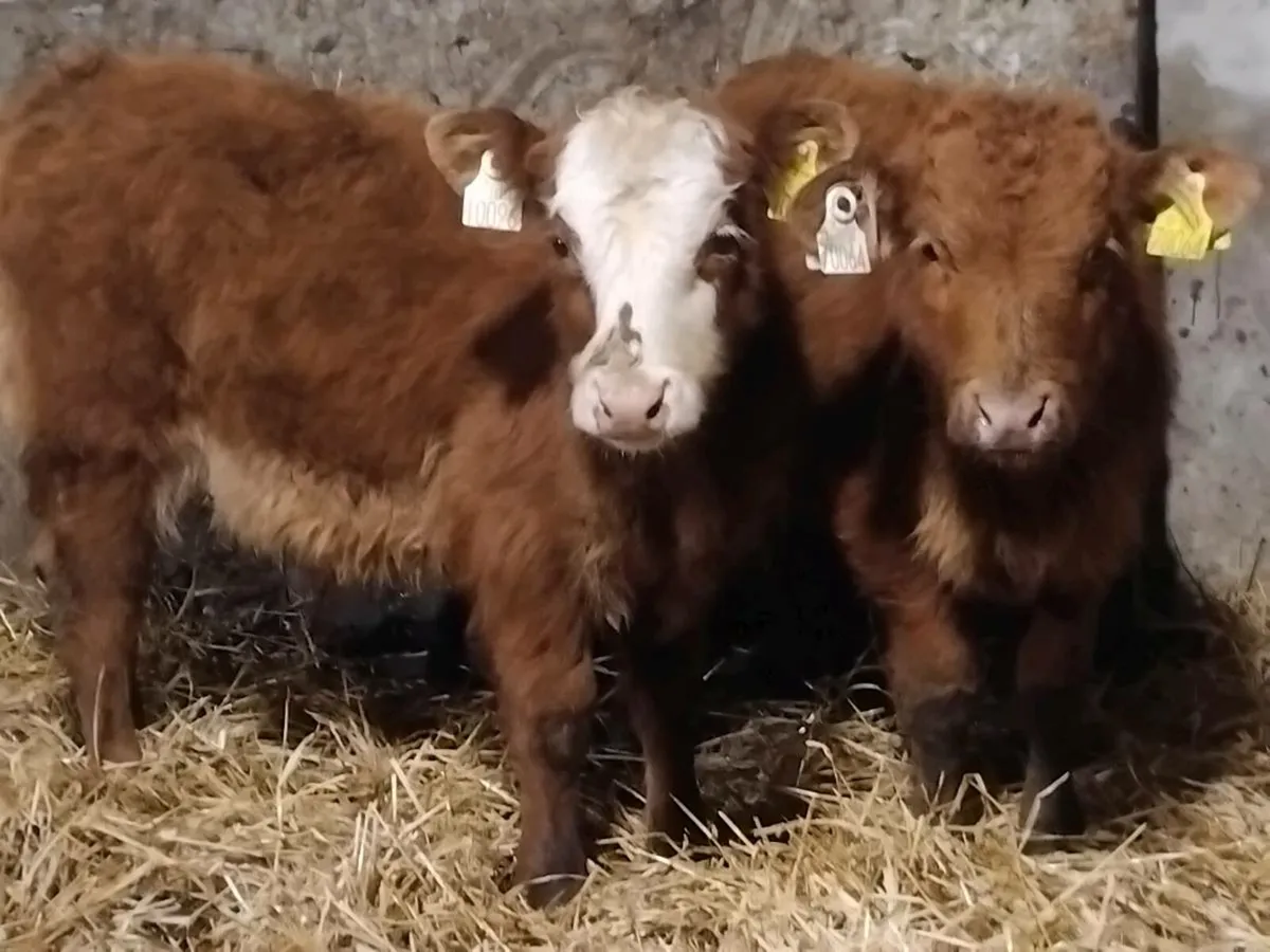 2 Limousin Bull Runners - Image 1