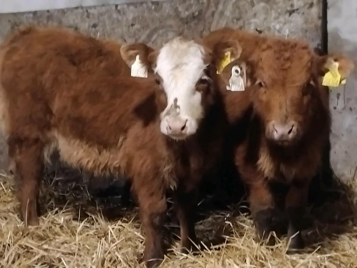 2 Limousin Bull Runners - Image 2