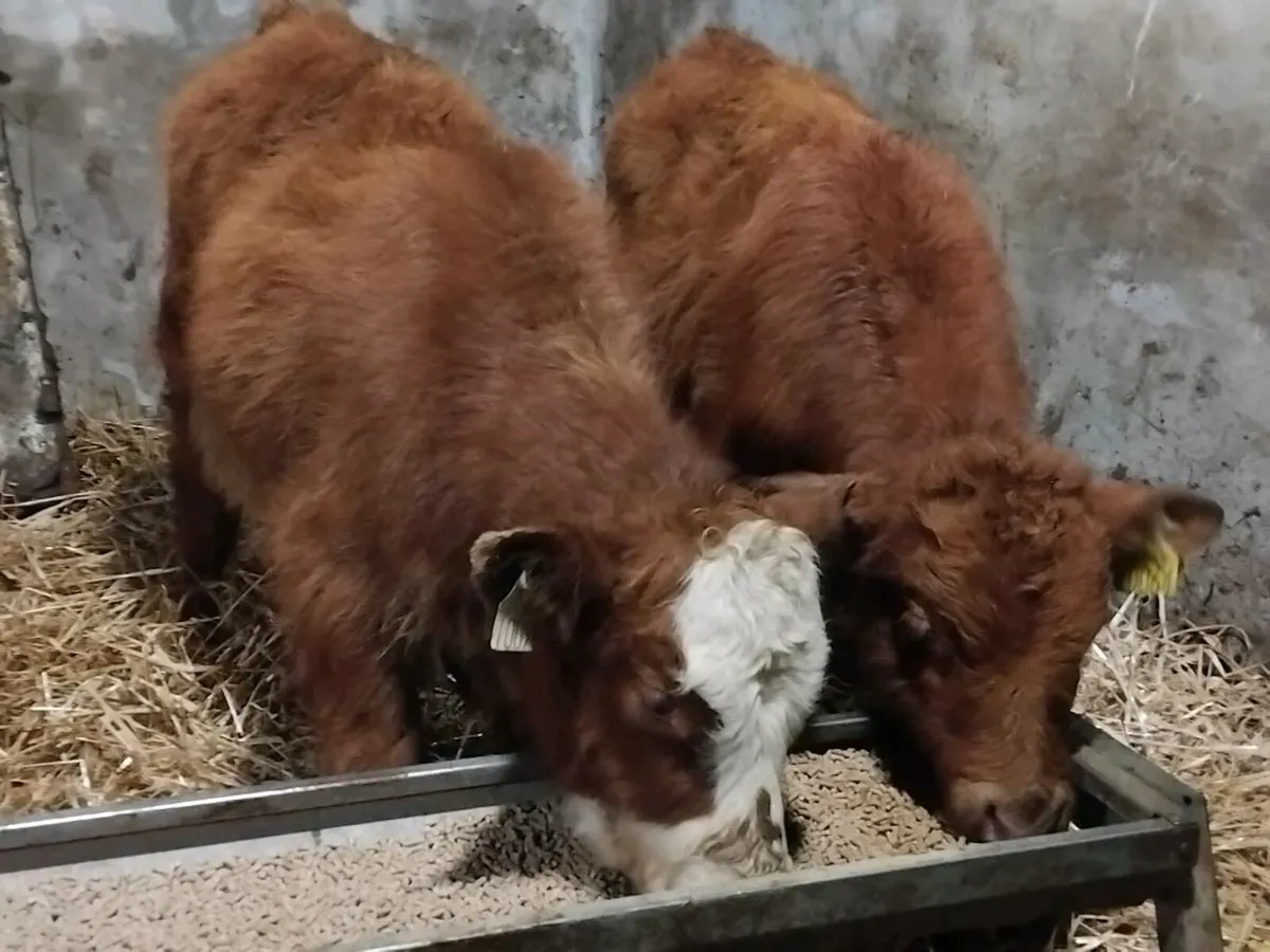 2 Limousin Bull Runners - Image 3