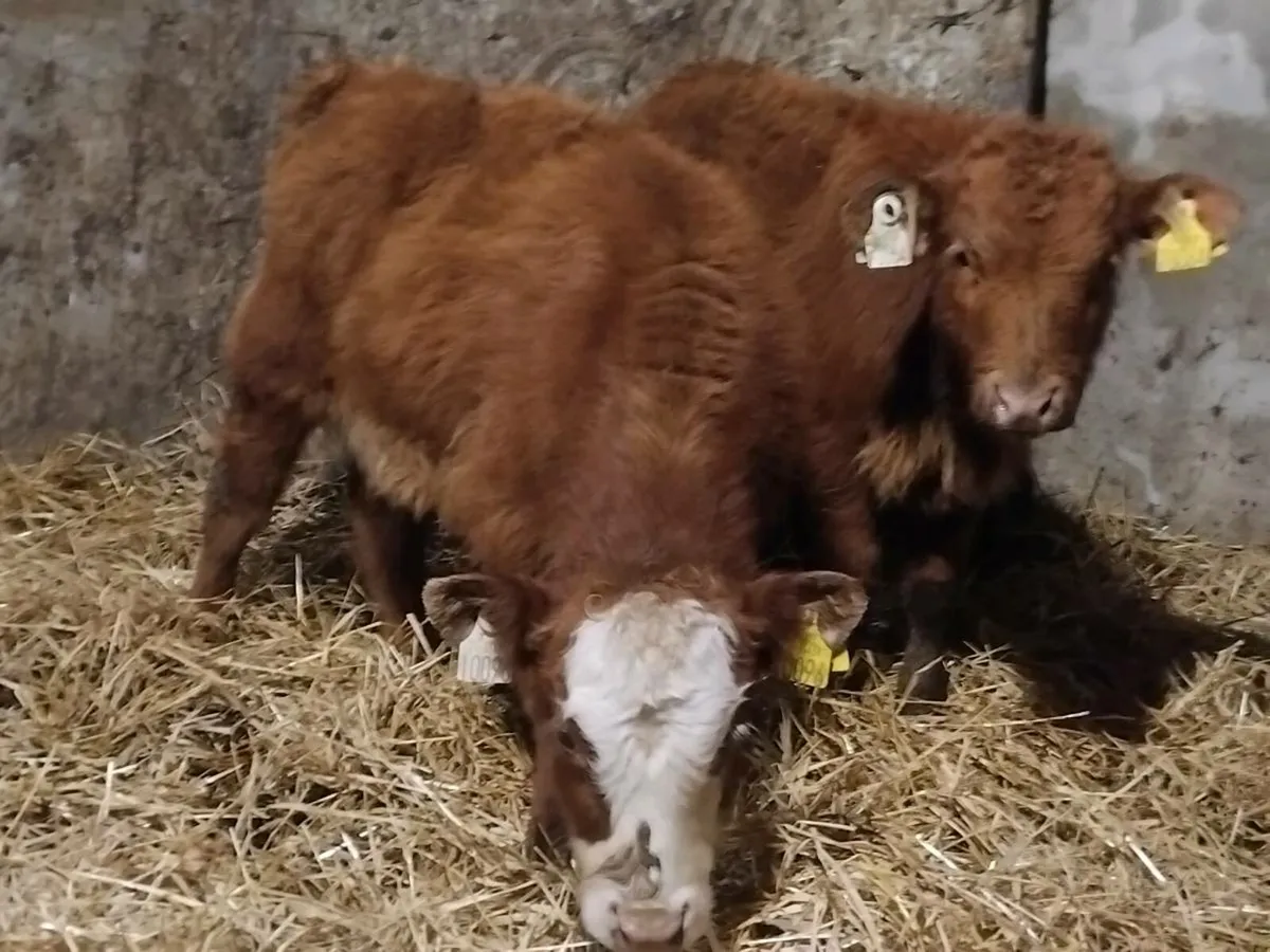 2 Limousin Bull Runners - Image 4