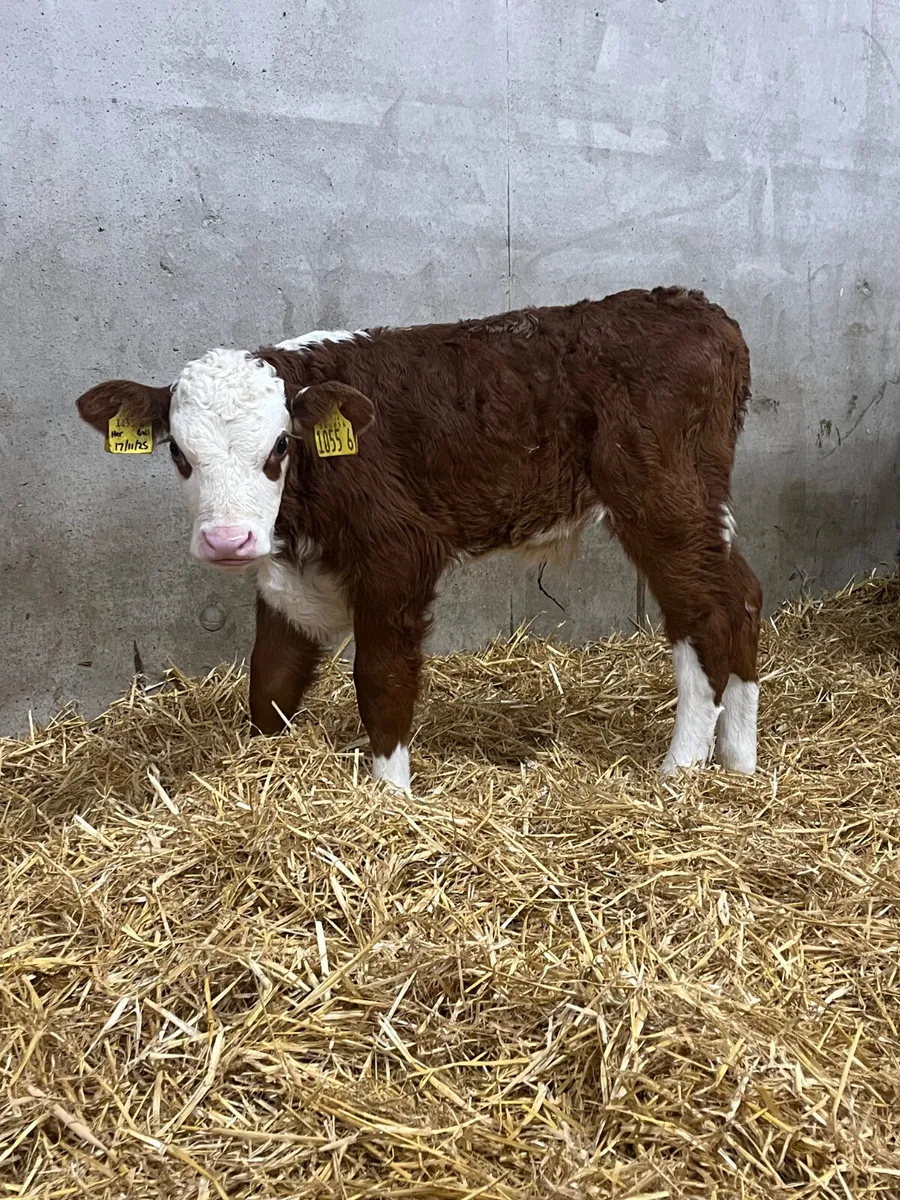 7 Angus & Hereford Bull Calves - Image 1