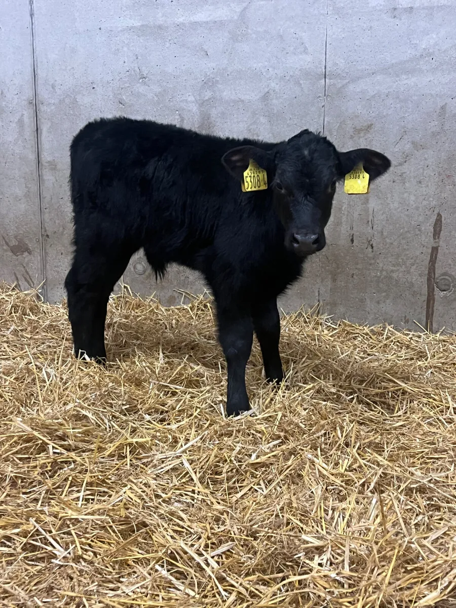 7 Angus & Hereford Bull Calves - Image 4