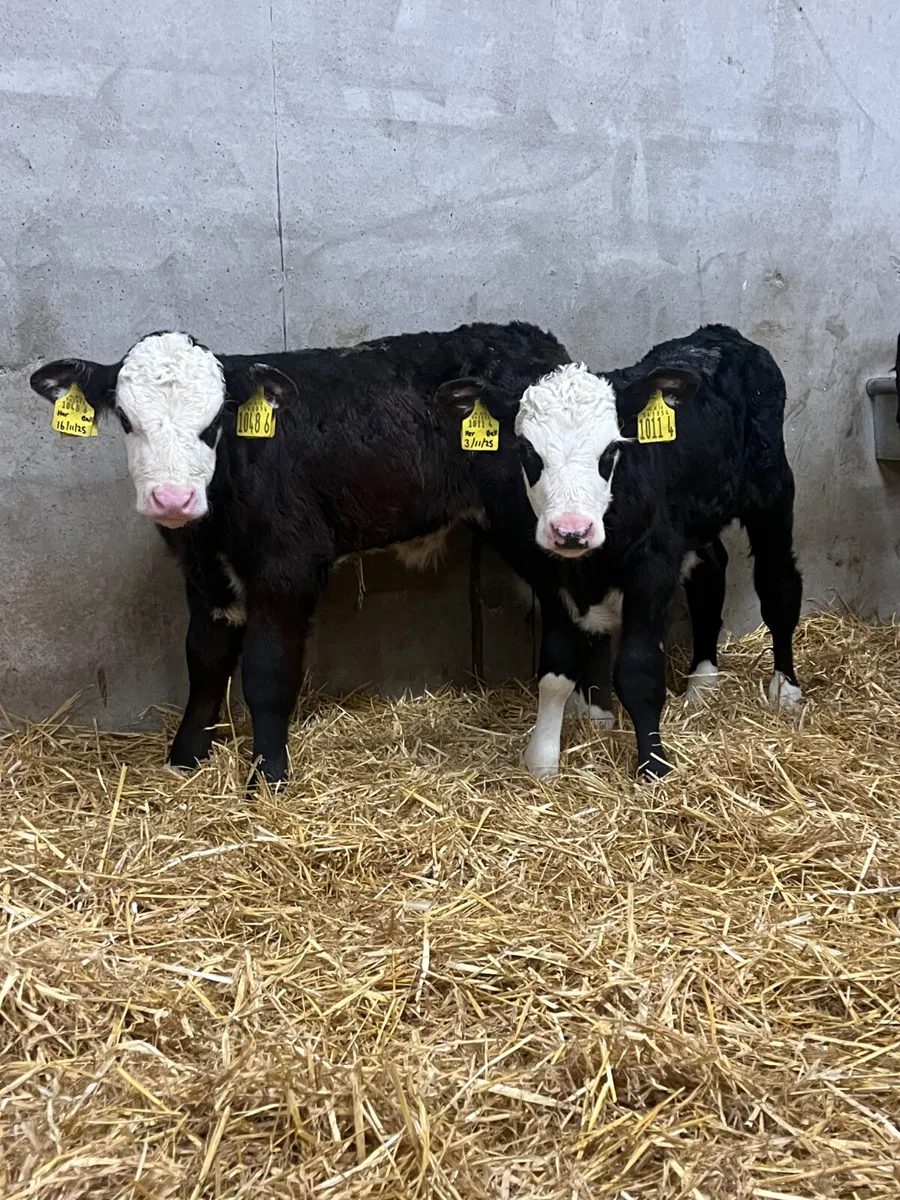7 Angus & Hereford Bull Calves - Image 3