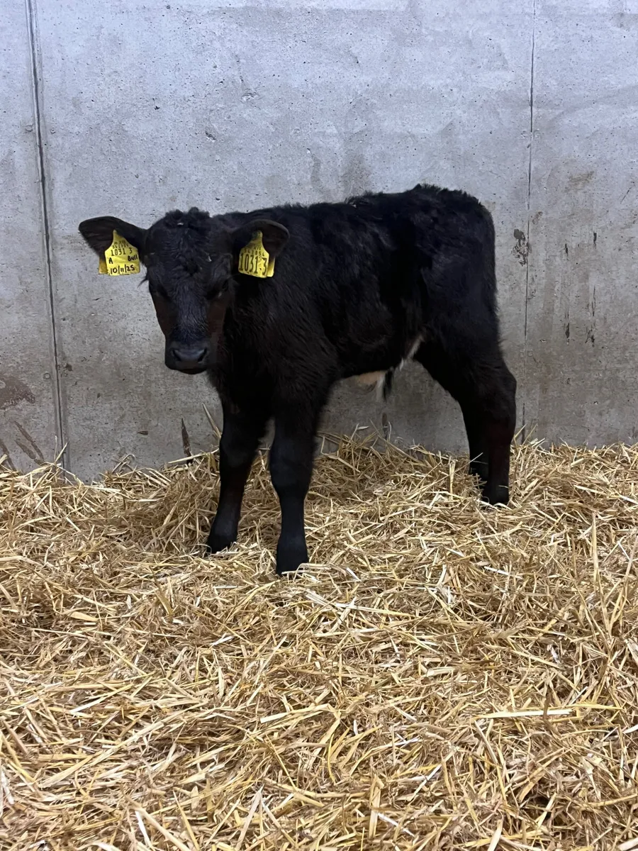 7 Angus & Hereford Bull Calves - Image 2