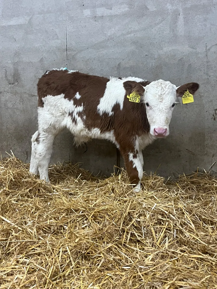 4 Bull Calves - Image 2