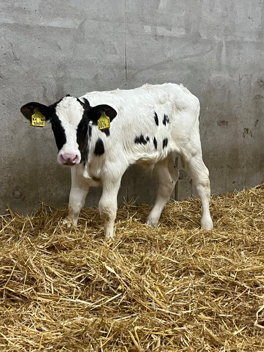4 Bull Calves - Image 3