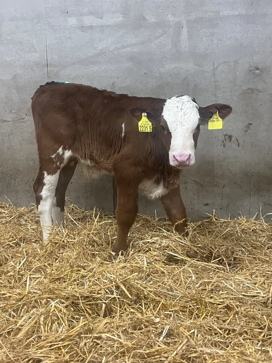 4 Bull Calves - Image 4