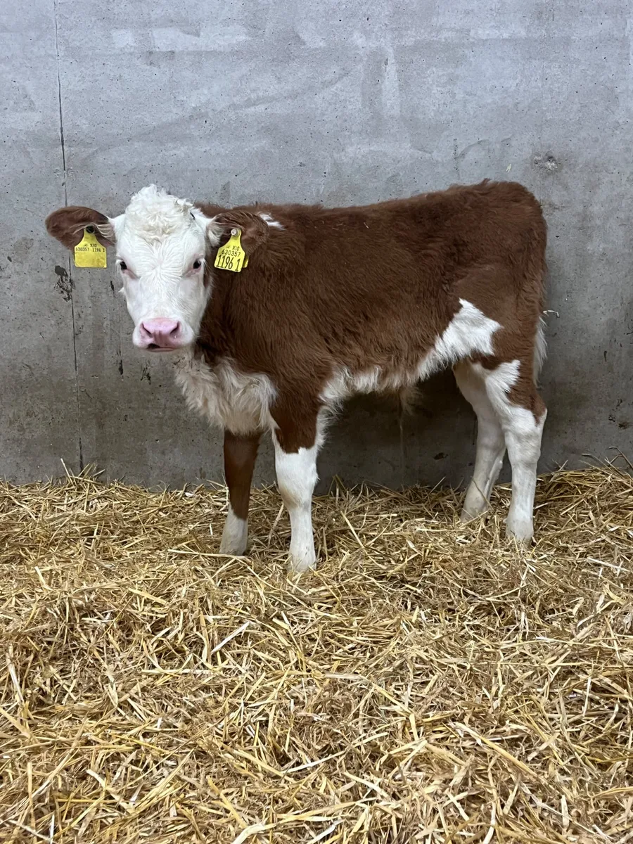 4 Bull Calves - Image 1