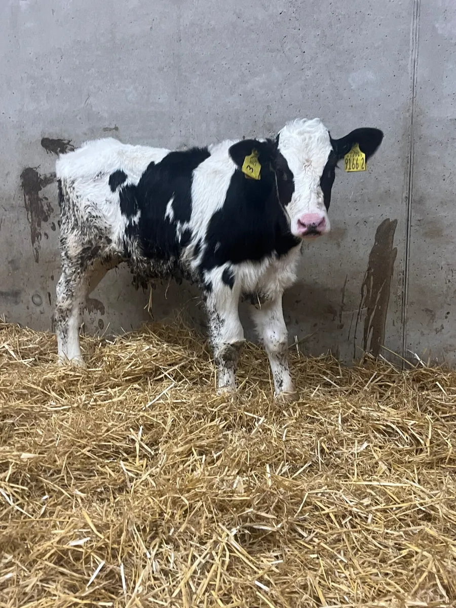 5 Friesian Bull Calves - Image 4