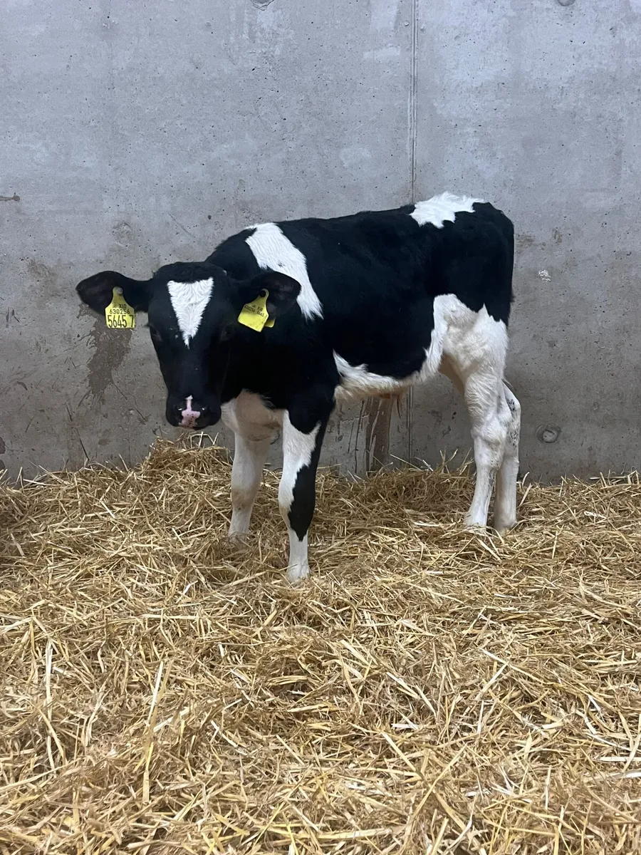 5 Friesian Bull Calves - Image 3