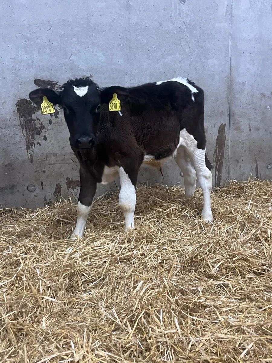 5 Friesian Bull Calves - Image 2