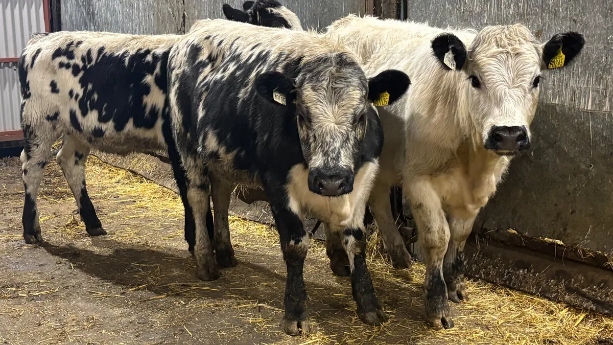 3 Quality Droimeann Heifer Wealings - Image 3