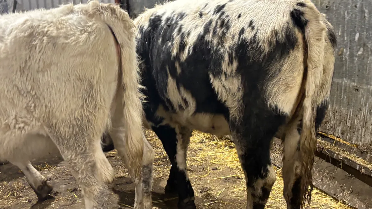 3 Quality Droimeann Heifer Wealings - Image 4