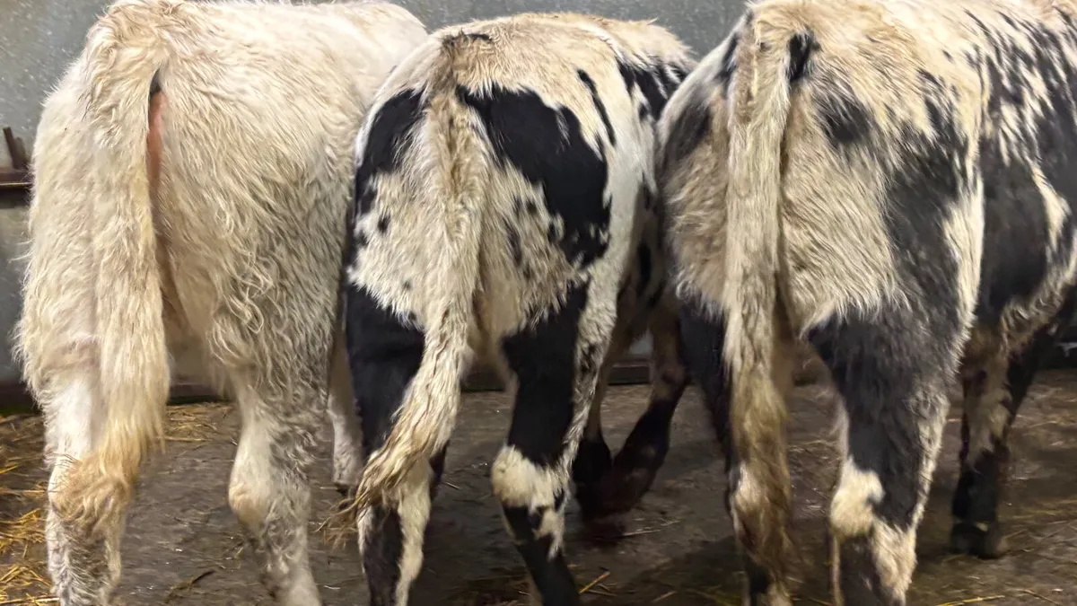 3 Quality Droimeann Heifer Wealings - Image 2