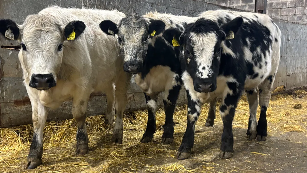 3 Quality Droimeann Heifer Wealings - Image 1