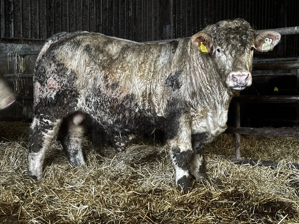 6 Charolais Pedigree Bulls - Image 2