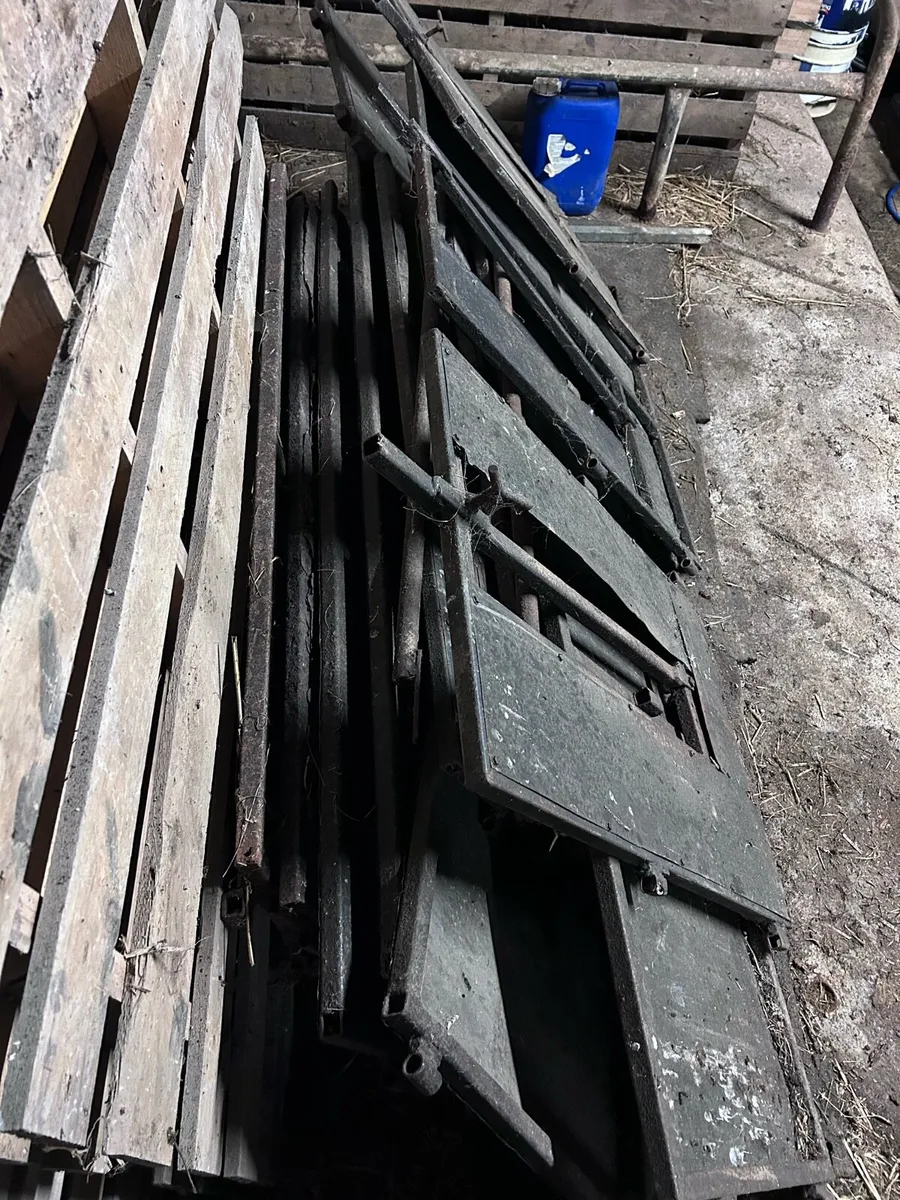 Ewe adopting unit - Image 2