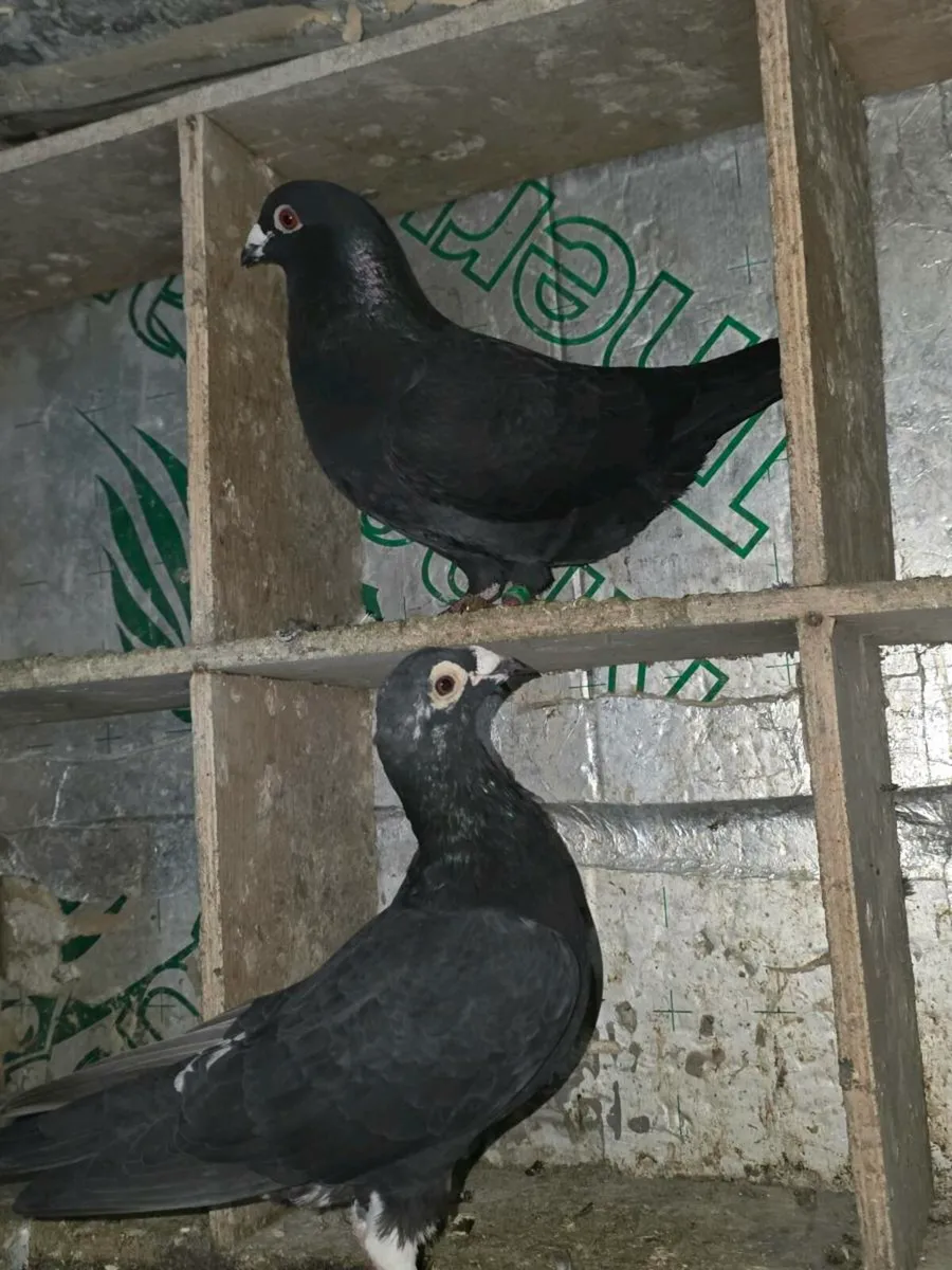 Pigeons - Image 1